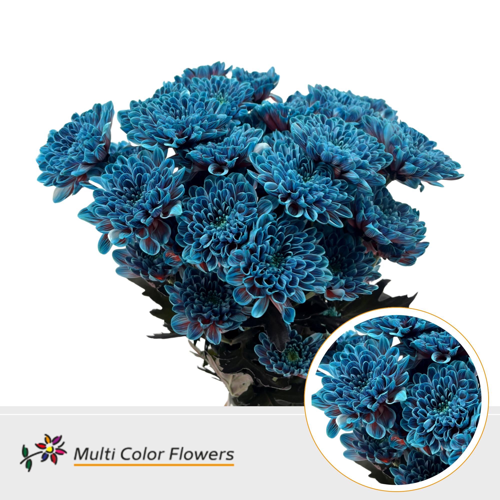 10x Chrysant overig 60cm
