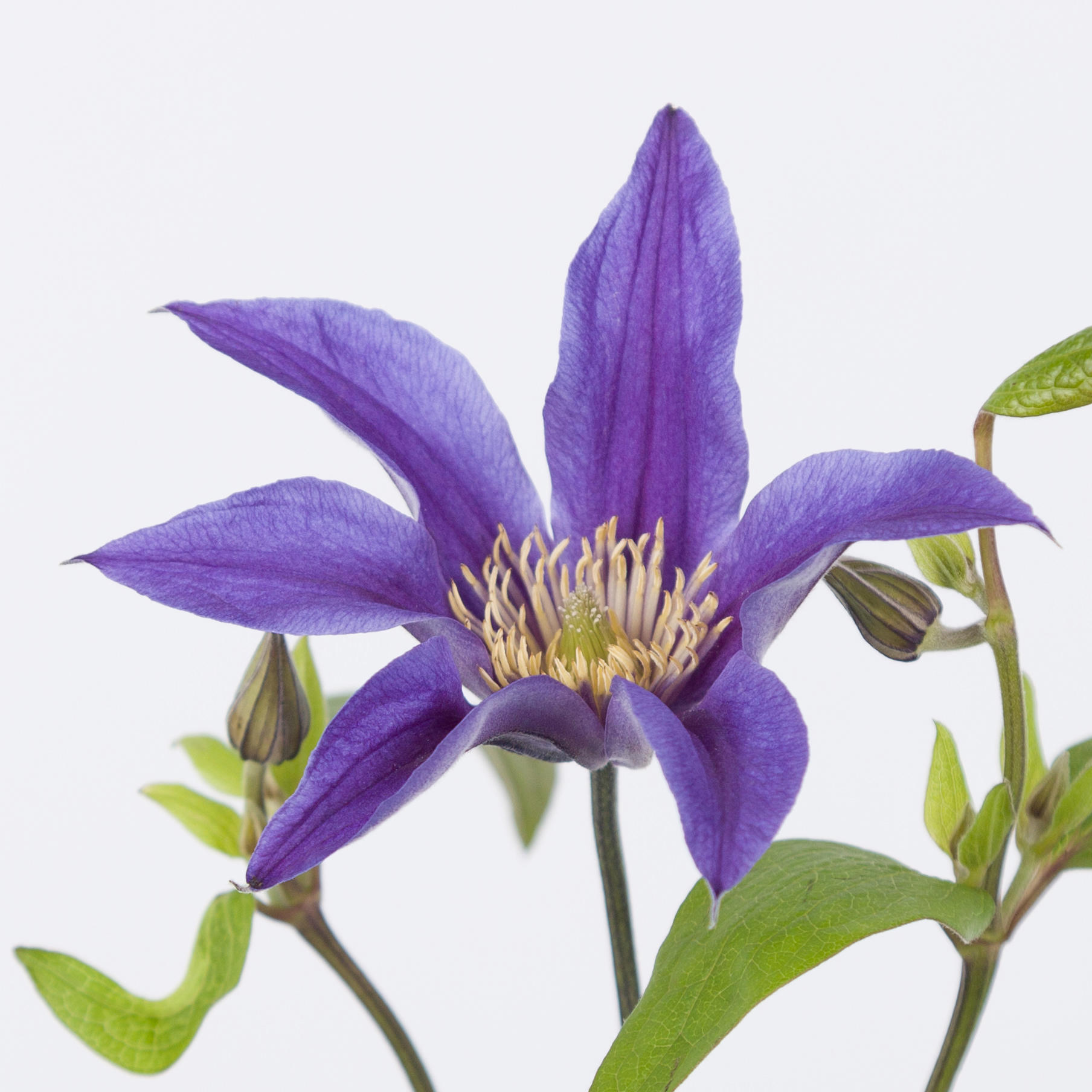 10x Clematis amazing oslo 60cm