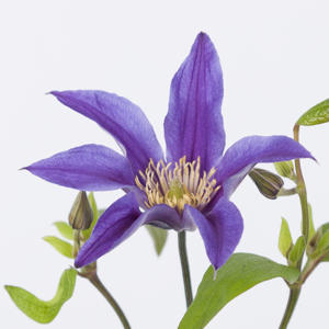 10x Clematis amazing oslo 70cm