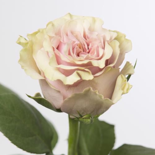 10x Rosa mabella 60cm