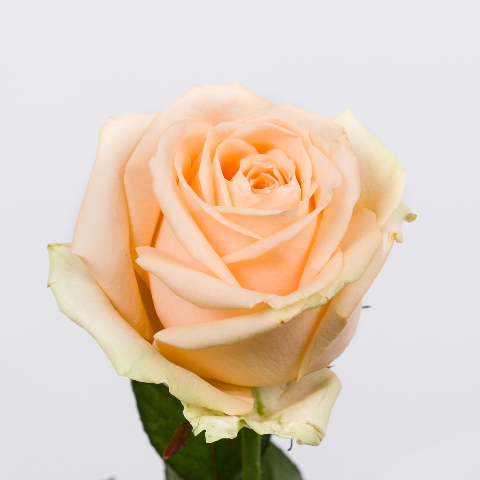 10x Rosa avalanche peach+ 60cm