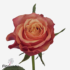 10x Rosa firelight 40cm