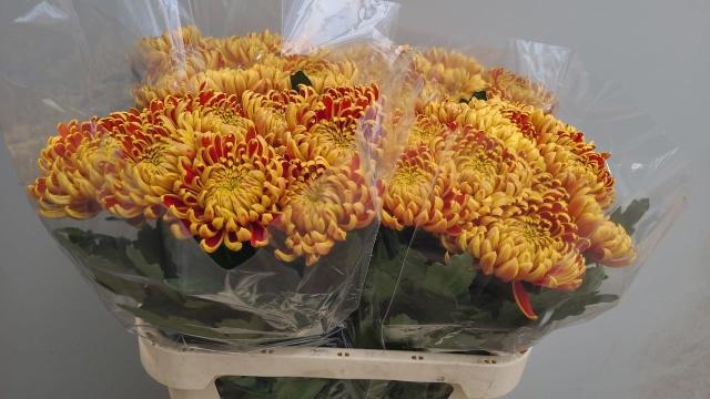 10x Chrysant fuego 70cm