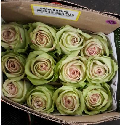 25x Rosa dragon rising 50cm