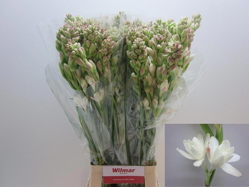 10x Polianthes tuberosa 80cm