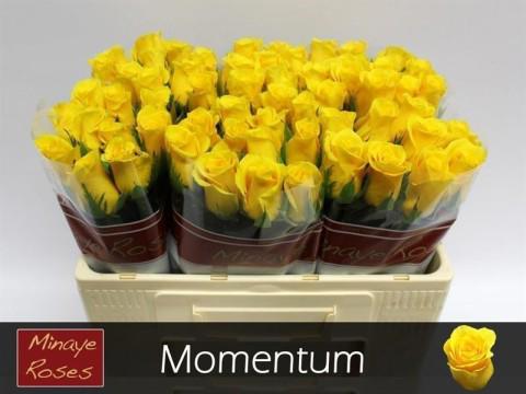 20x Rosa momentum+ 50cm