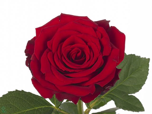 20x Rosa upper class 50cm