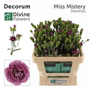 10x Dian.tr.miss mistery 60cm