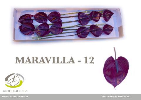 12x Anth.maravilla 10cm