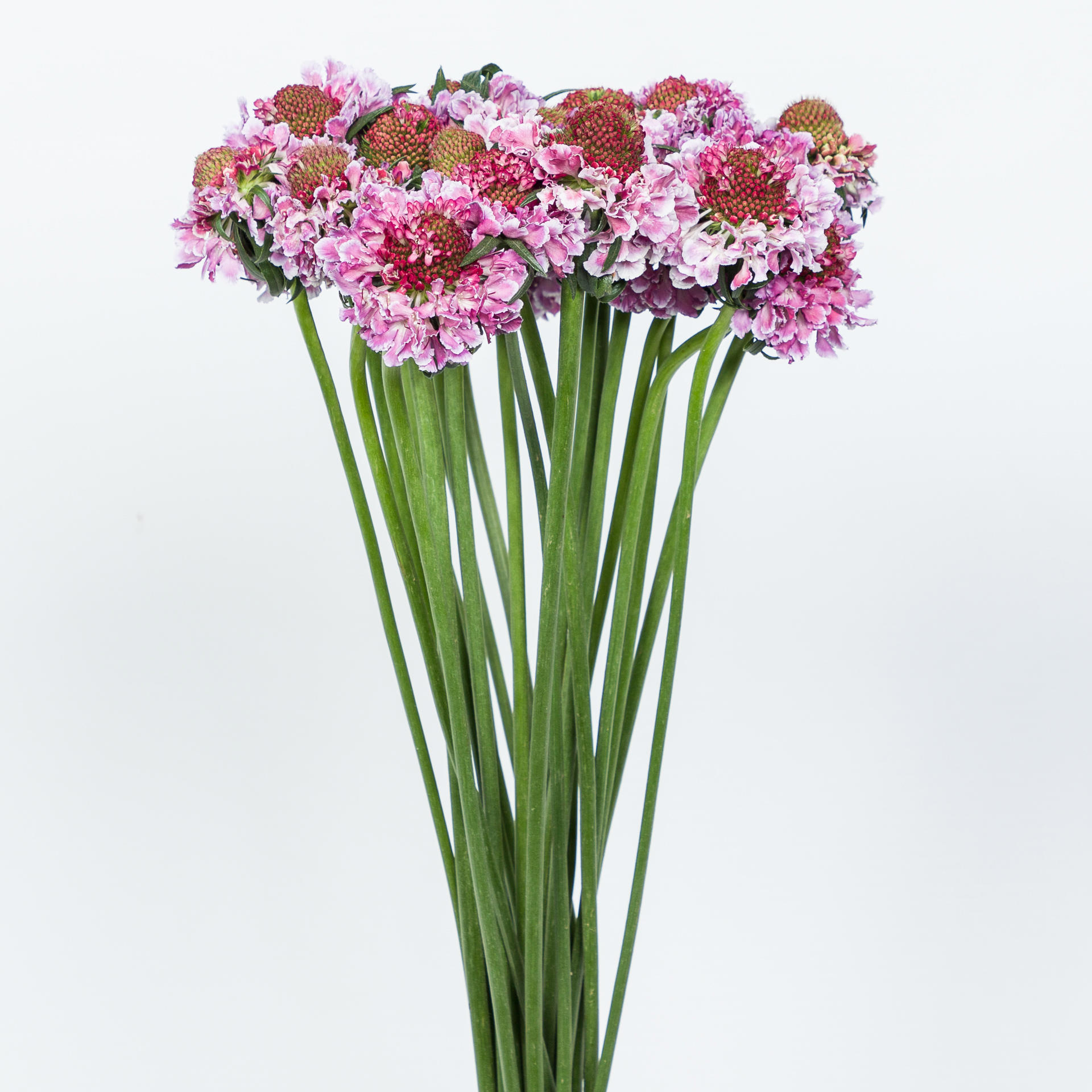 25x Scabiosa focal scoop bicolor pink 60cm