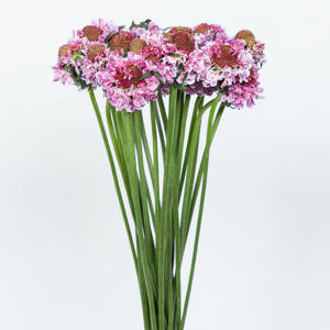 25x Scabiosa focal scoop bicolor pink 60cm
