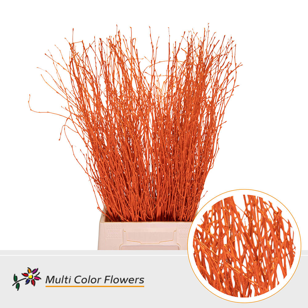 10x Tk betula oranje 70cm