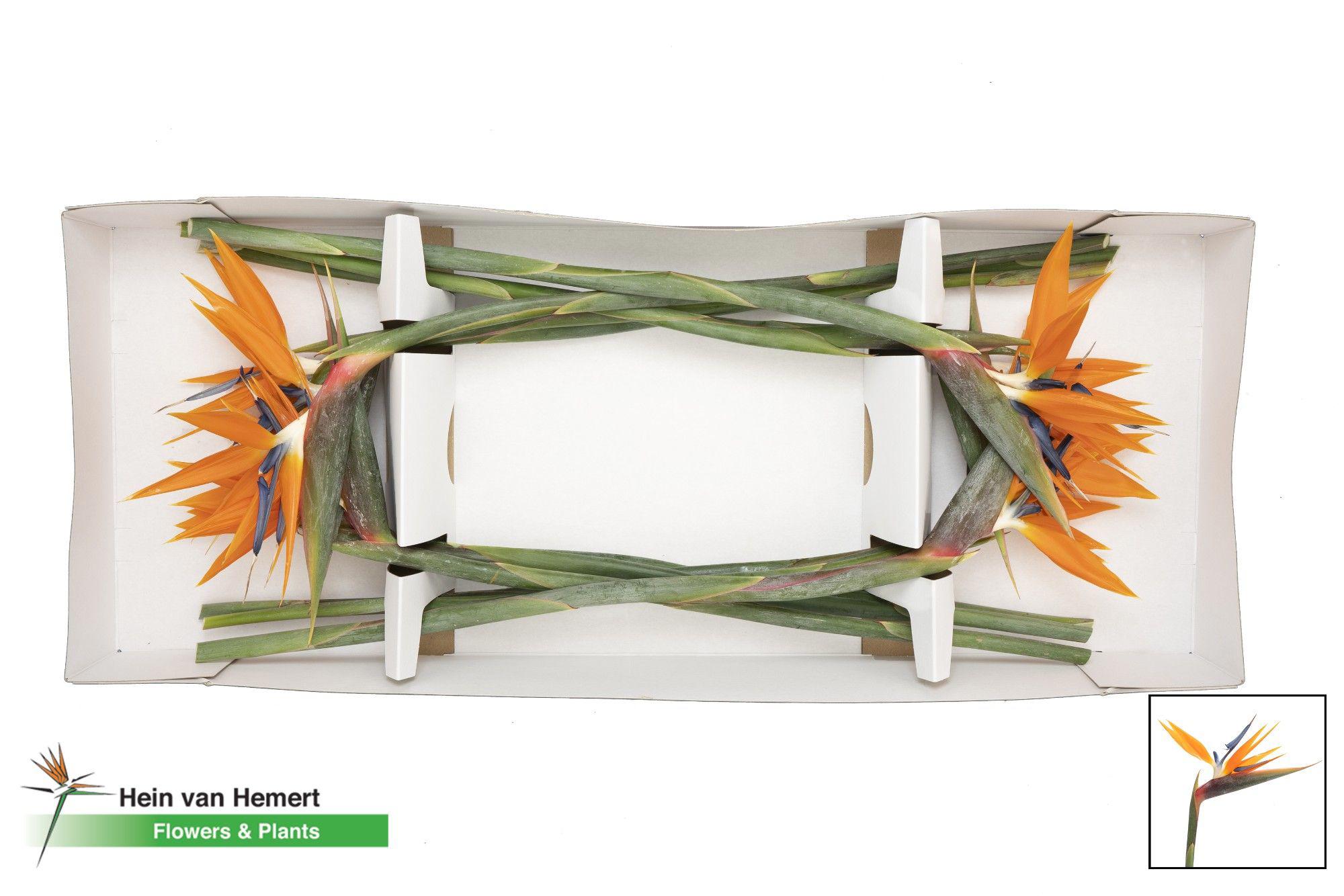 12x Strelitzia reginae