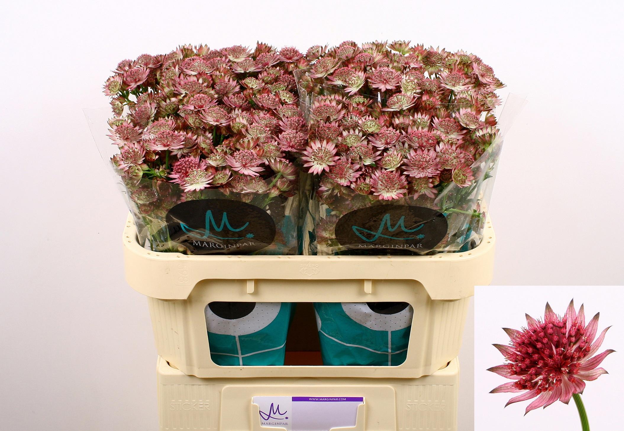 25x Astrantia roma 70cm