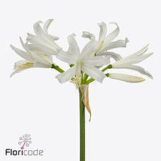 10x Nerine greenwald emerald 70cm