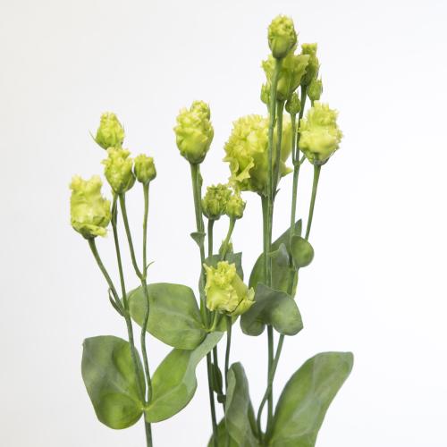 10x Eust.rosanne emerald du 70cm