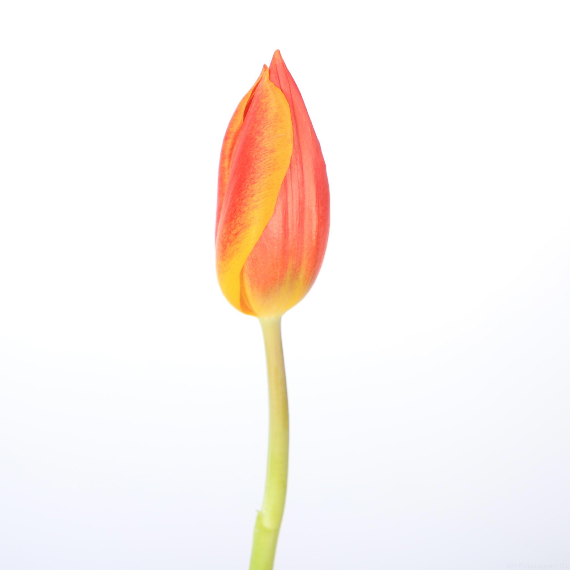 50x Tulipa 1 rood en 30cm