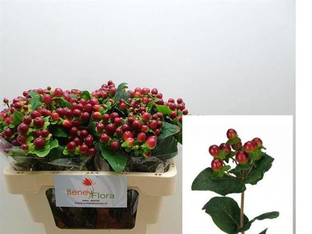 25x Hyper.mag.seasons 50cm