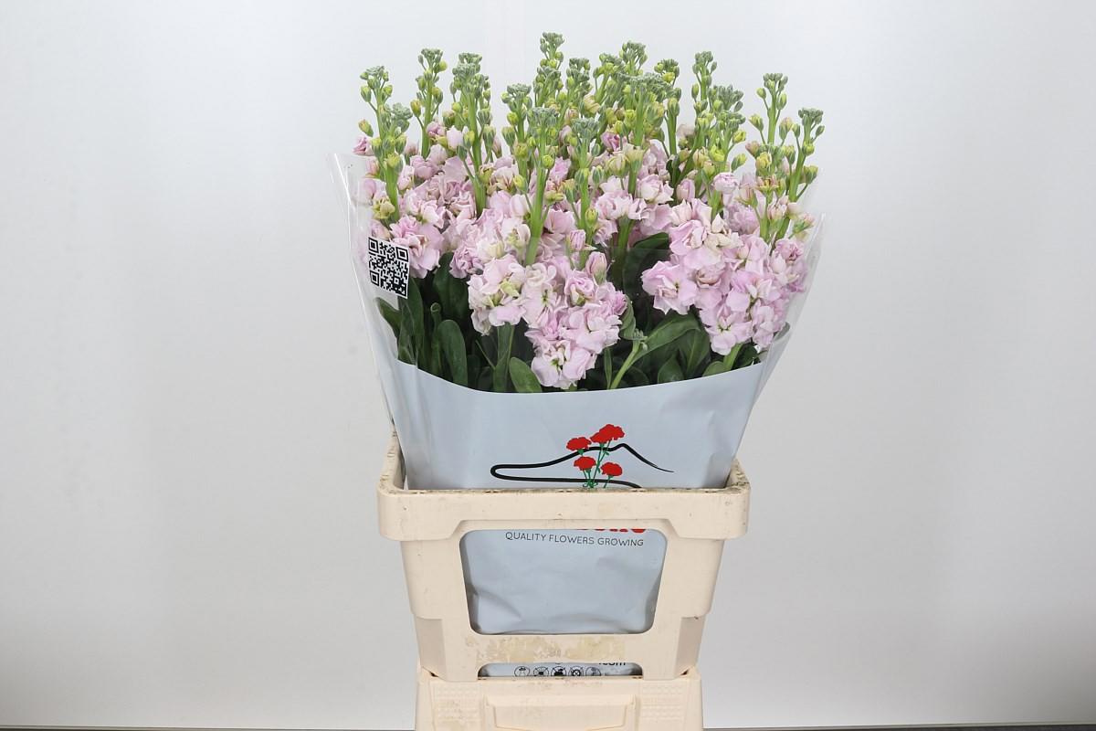 10x Matt.iron cherry blossom 60cm