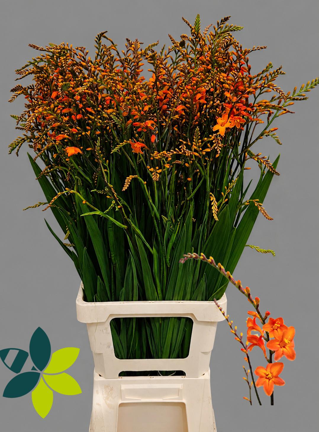 20x Crocosm.peach melba 80cm