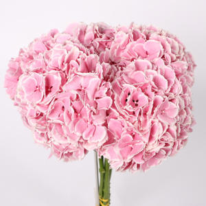 10x Hydr.my beautiful rosada 80cm