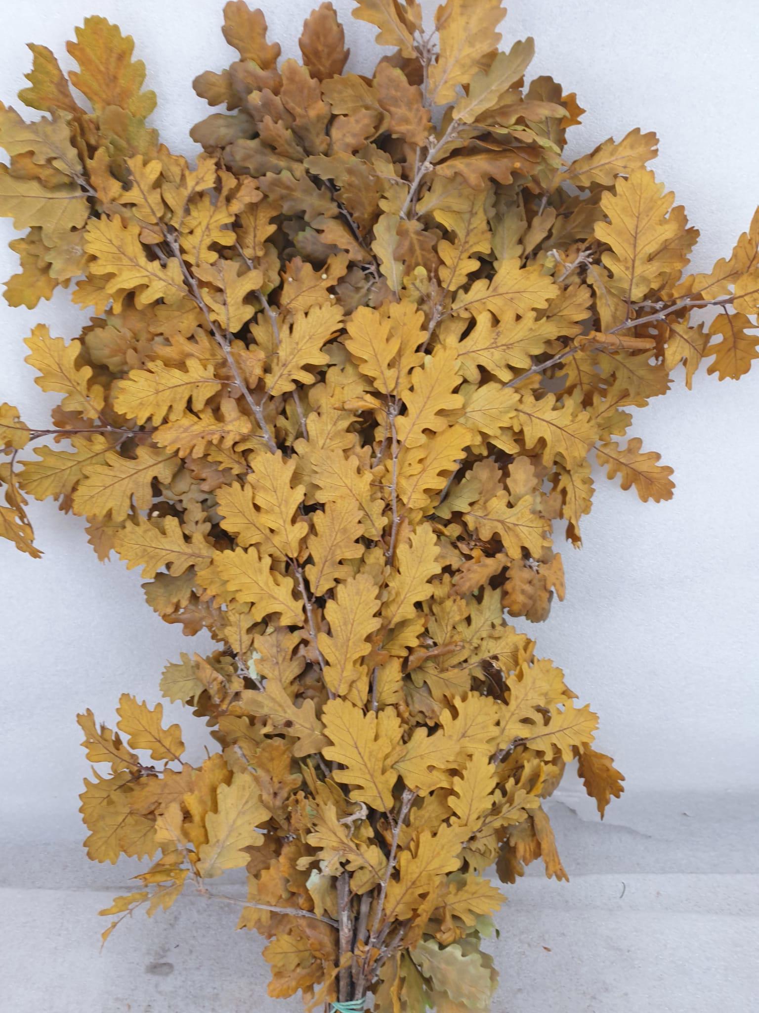 5x Dc quercus geel gestabiliseerd 50cm