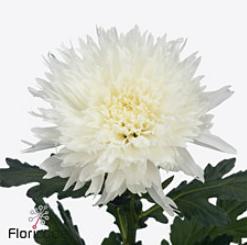 10x Chrysant undercover 70cm