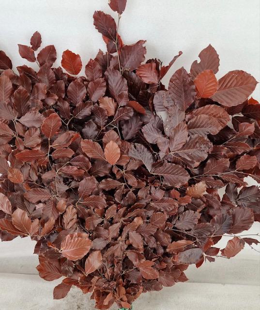 5x Dc fagus bordeaux gestabiliseerd 70cm