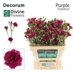 10x Dian.tr.fiorino purple 60cm