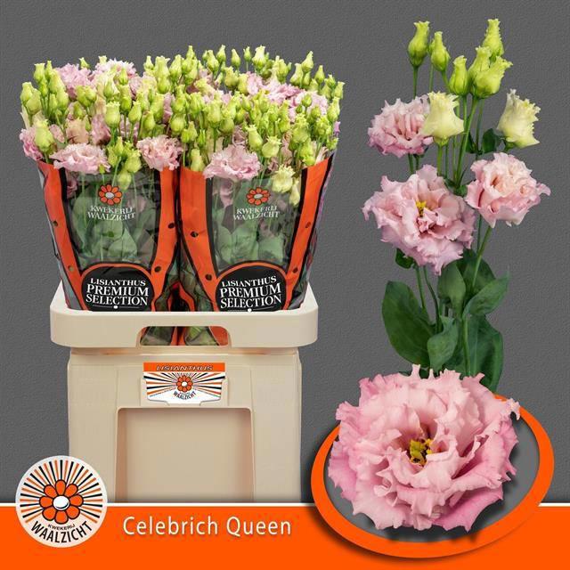 10x Eust.celeb queen du 70cm