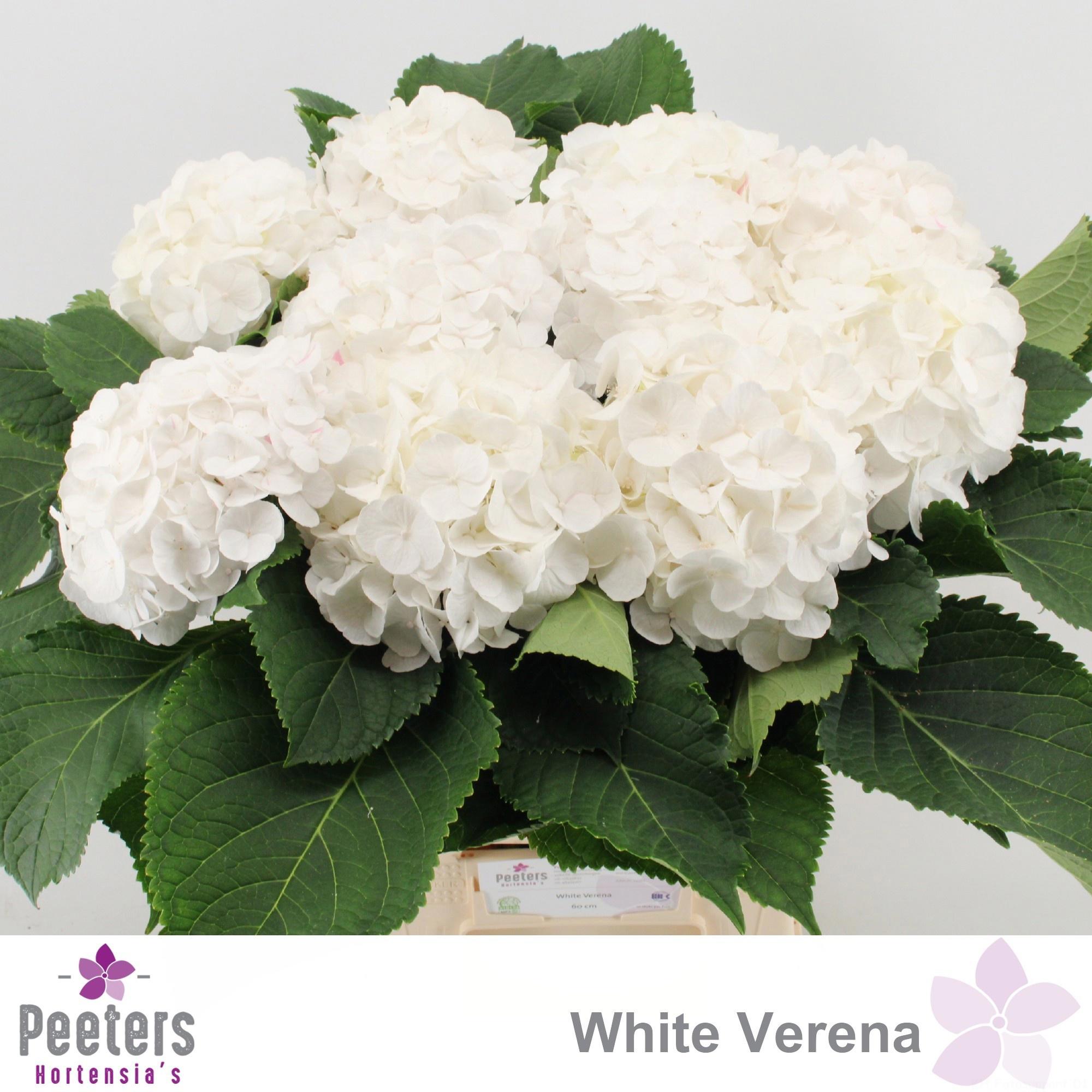 10x Hydr.white verena 60cm