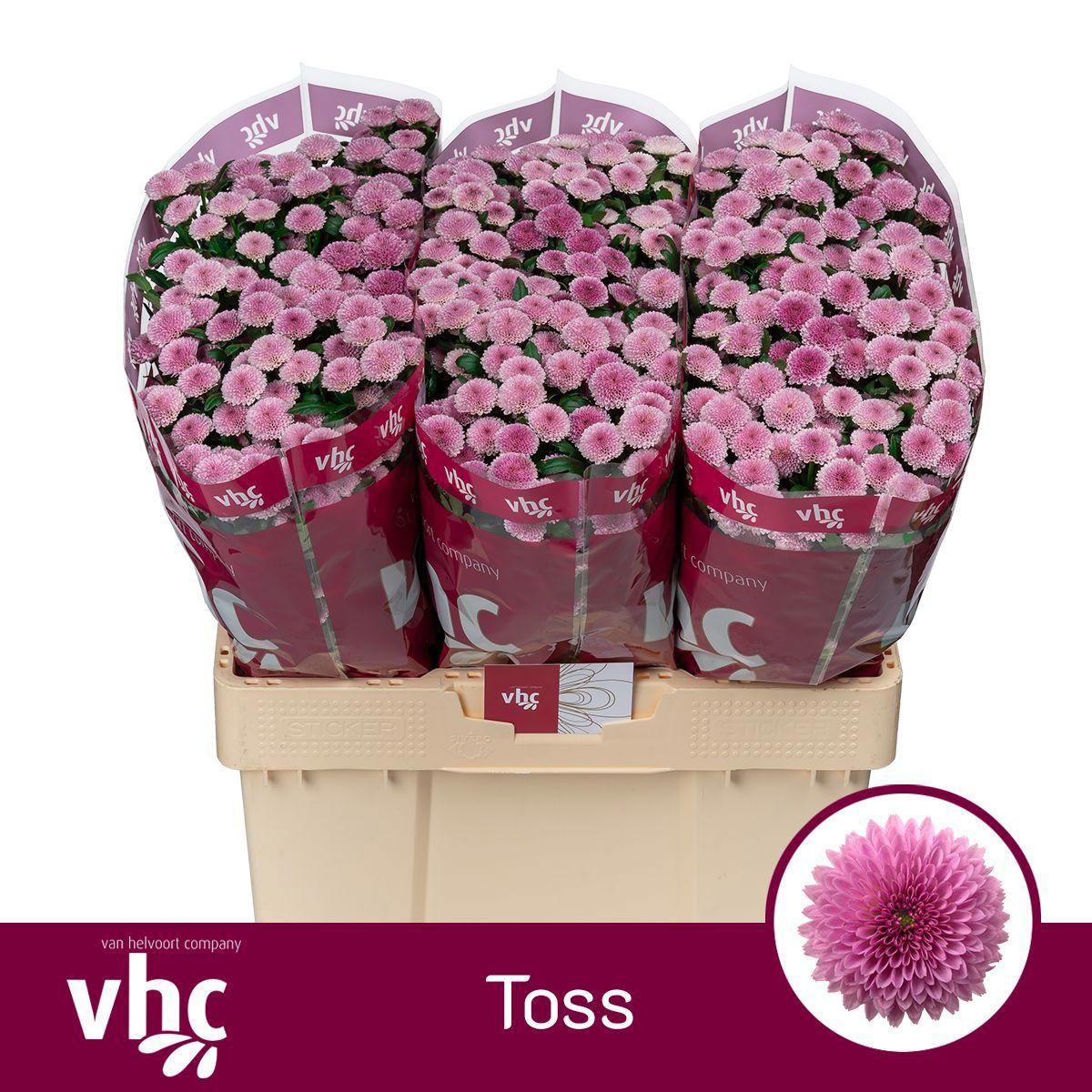 25x Chrysant san.toss 50cm