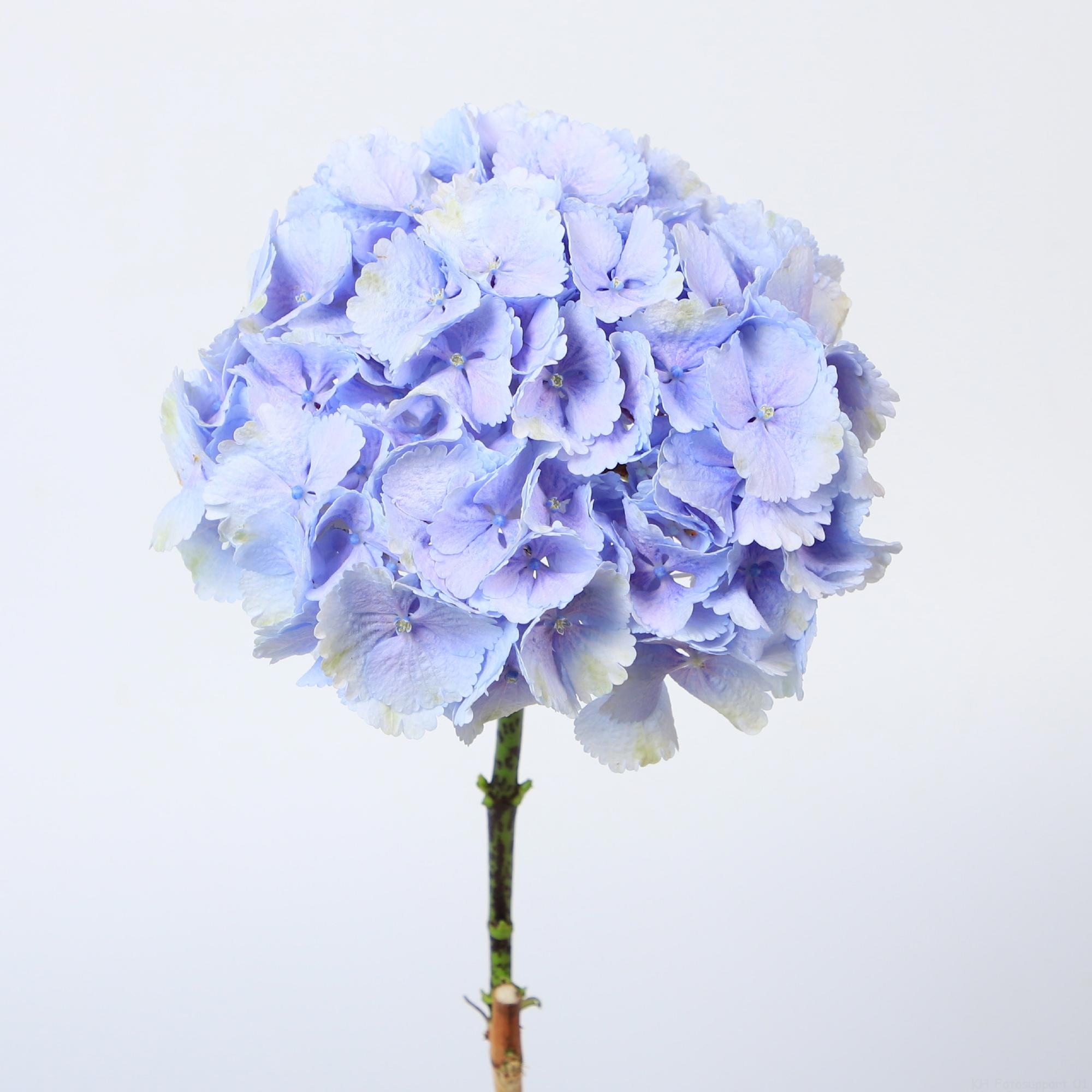 10x Hydr.lolly pop blauw 60cm