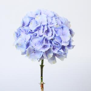 10x Hydr.lolly pop blauw 60cm