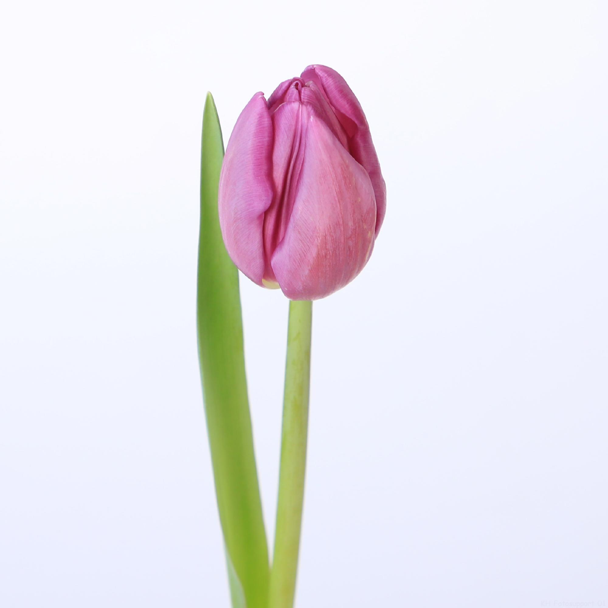 50x Tulipa bullit en 40cm