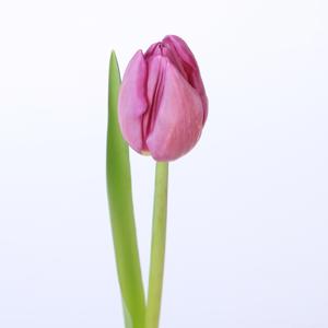 50x Tulipa bullit en 40cm