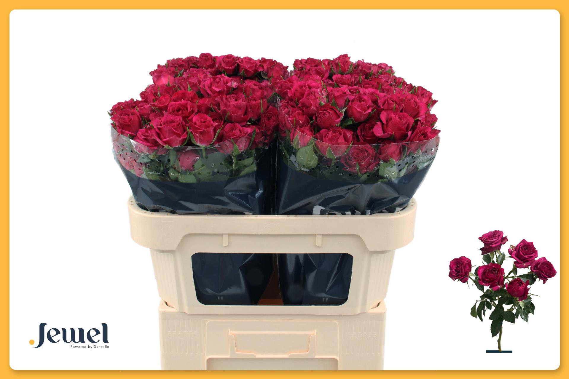 10x Rosa tr. cheyenne 70cm