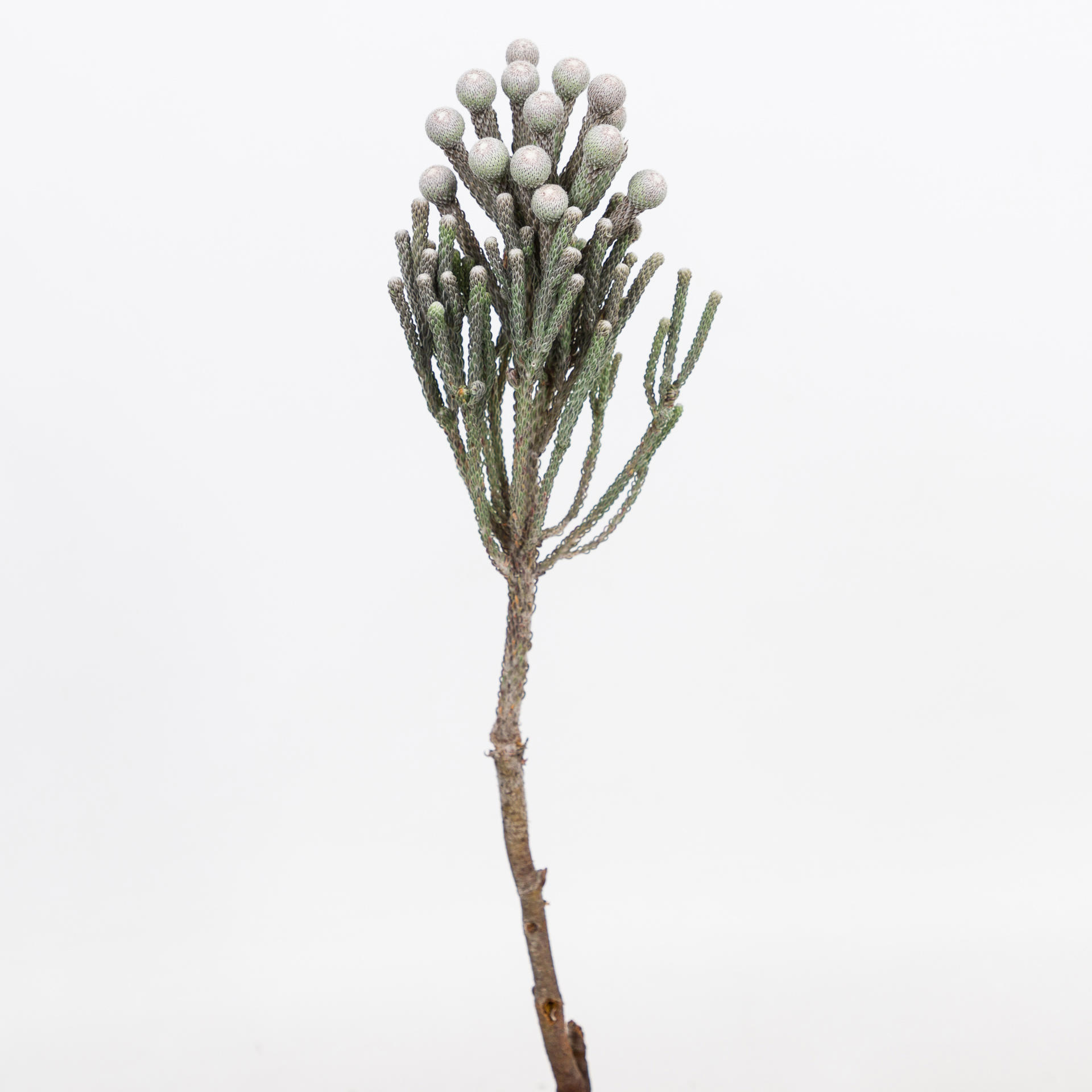 10x Pg brunia laevis 40cm