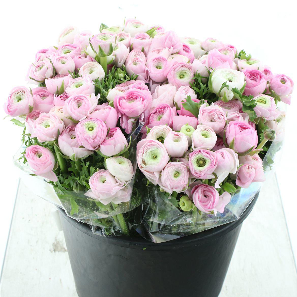 50x Ran.aazur light pink 30cm