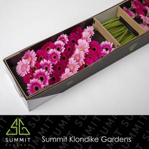 75x Germ.dream mix purple 70cm