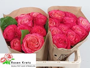 10x Rosa windsor charme+ 50cm
