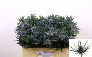 10x Eryngium orion questar 40cm