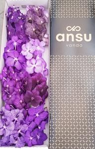 8x Vanda purple mix 20cm