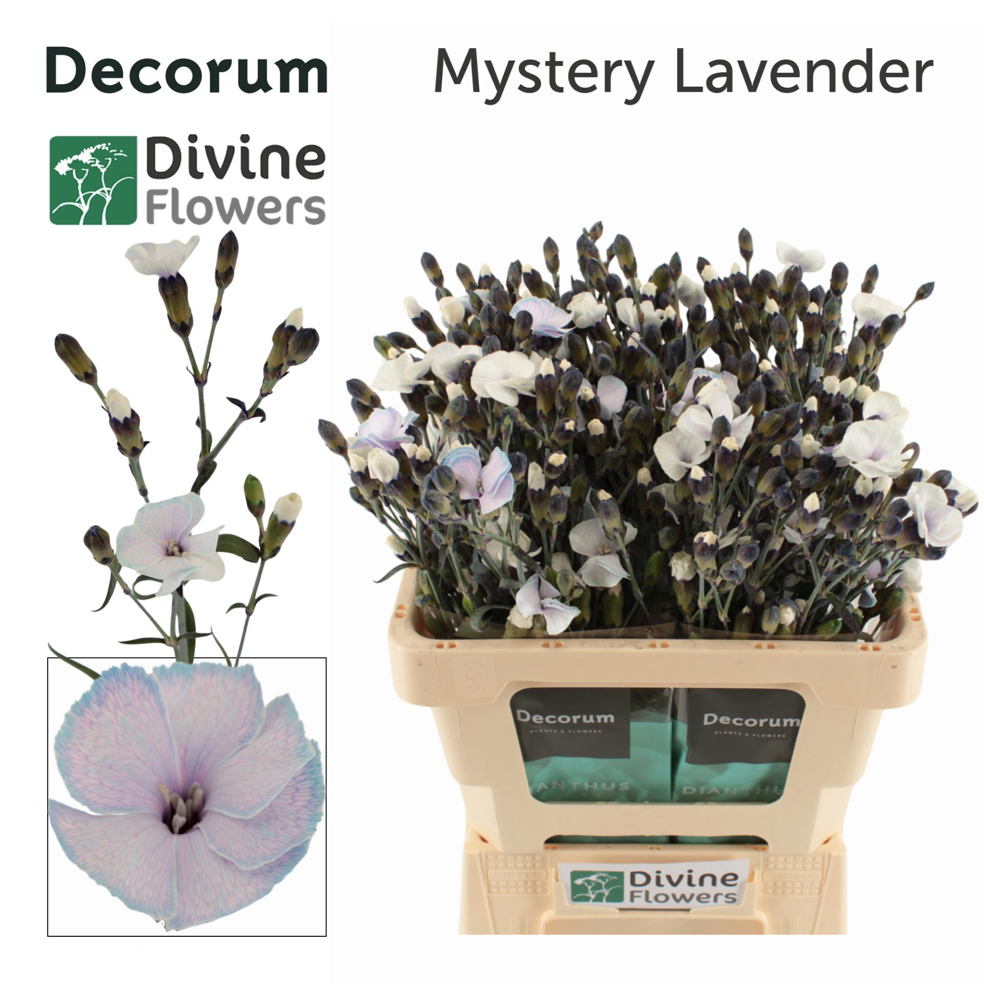 20x Dian.tr. solomio mystery lavender 60cm