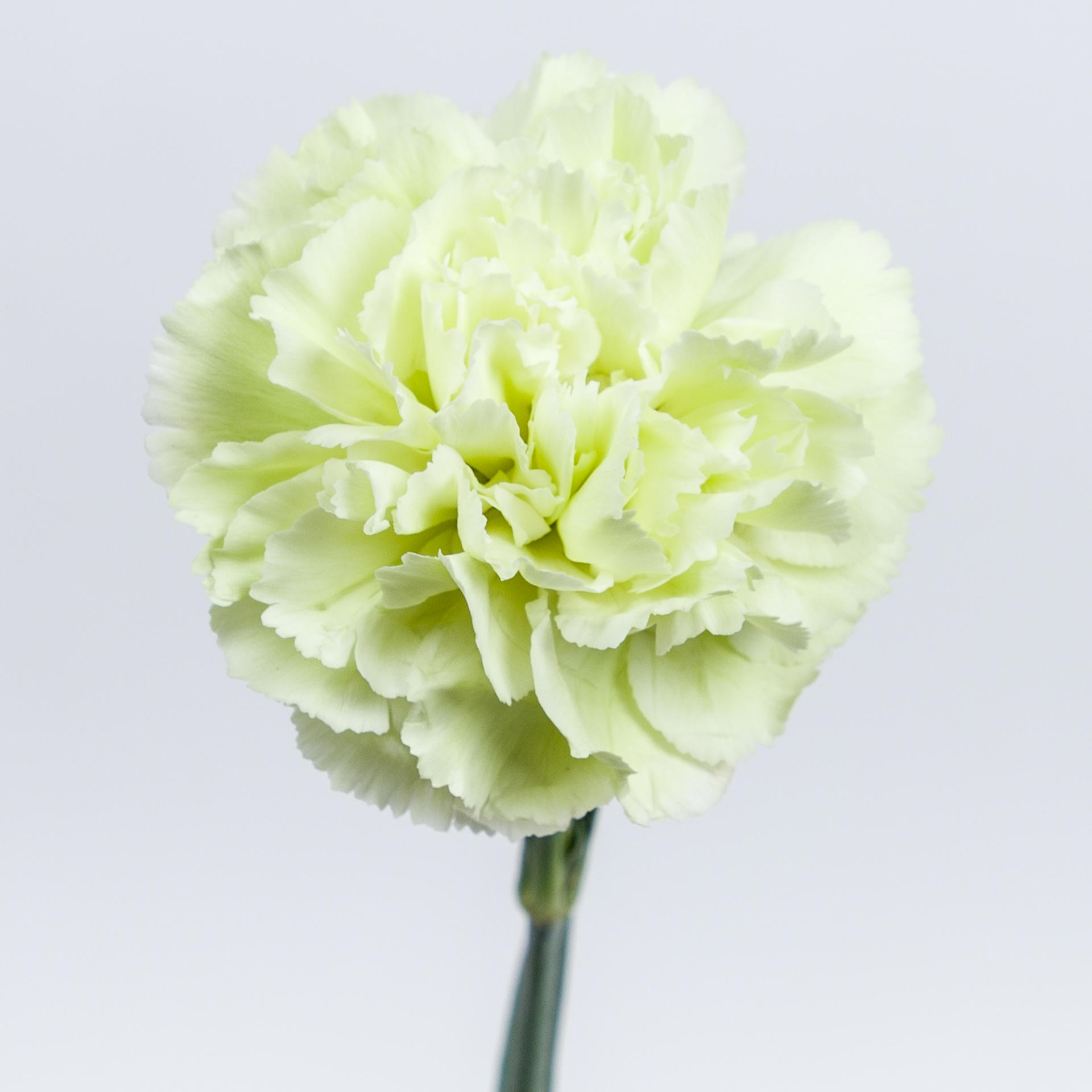 20x Dian.st.prado mint 70cm