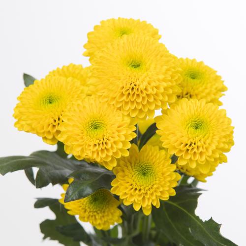 25x Chrysant san.aurinko 50cm