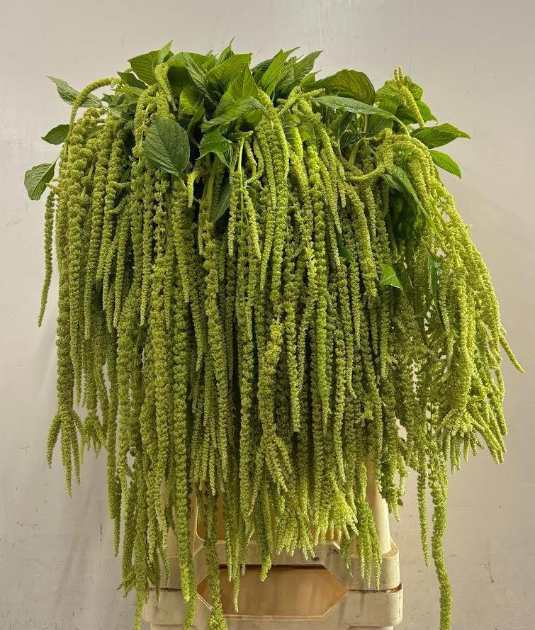 10x Amaran.hang green cord 80cm
