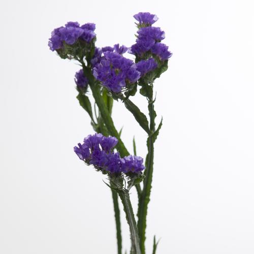 25x Lim.st.crystal dark blue 60cm