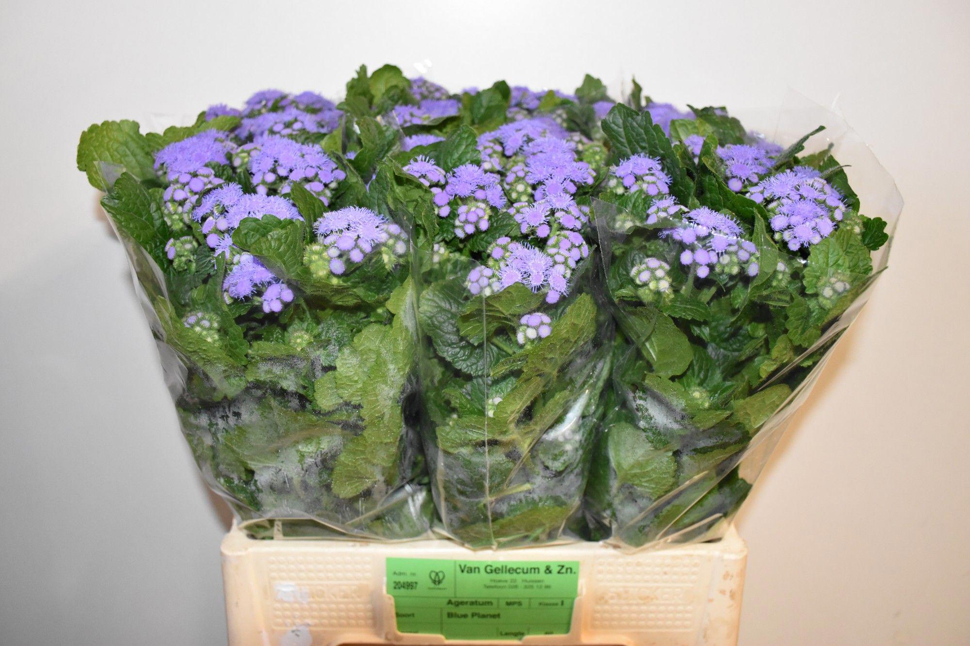 20x Ageratum blue planet 60cm