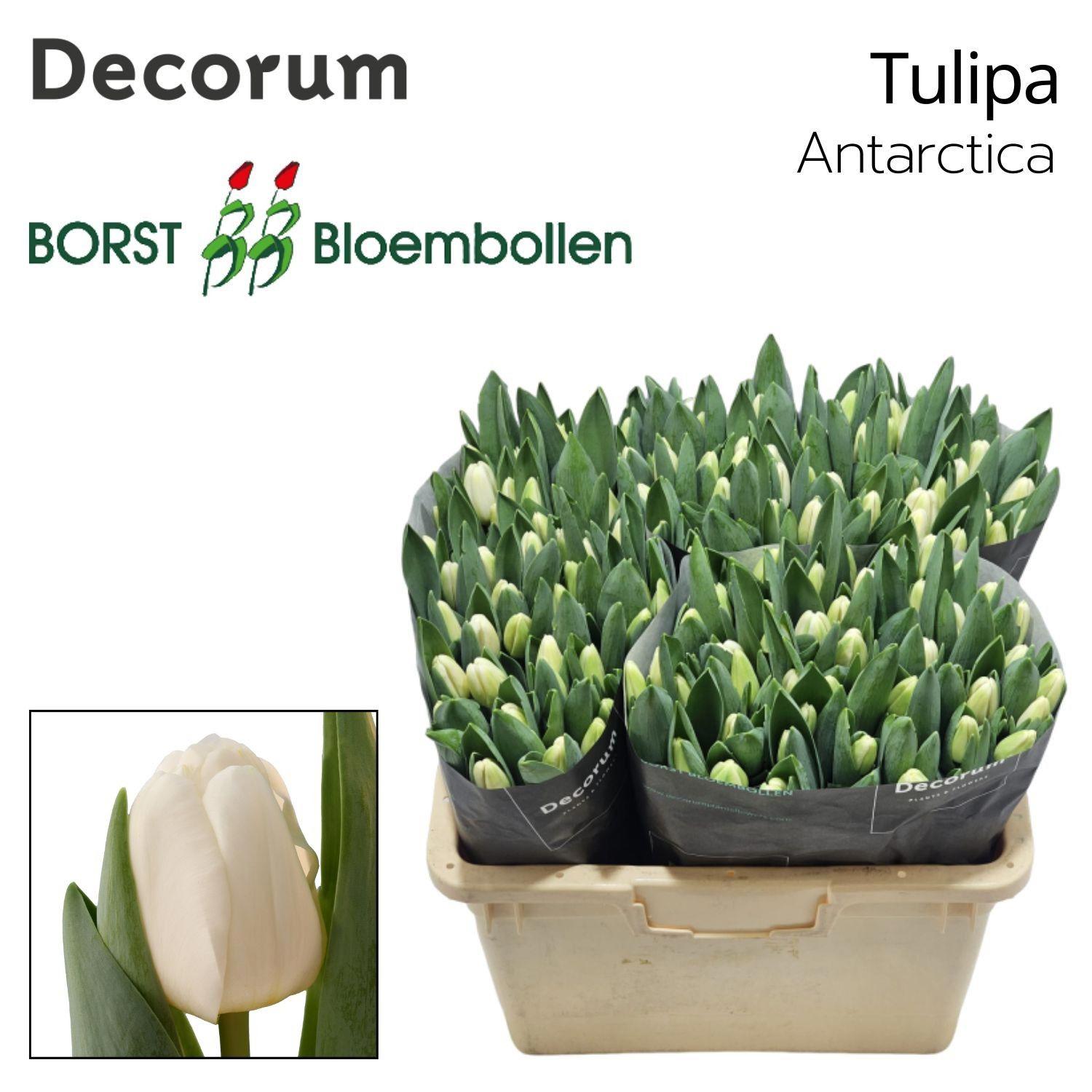 50x Tulipa antartica en 40cm